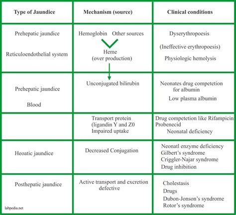 Bilirubin Test: Understanding High vs. Low Levels & Its Causes